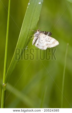 Tapis de commom Moth