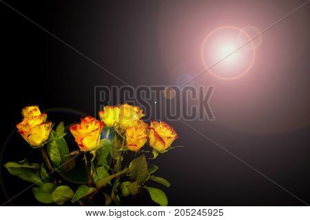 orangeyellow roses on a black background, with light reflections