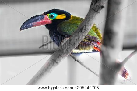 A Beautiful Close Up Of Guyana Toucanat Bird