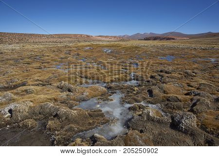 Frozen pools in a wetland along a tributary of the River Lauca high on the Altiplano of northern Chile in Lauca National Park.