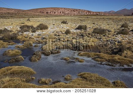 Frozen pools in a wetland along a tributary of the River Lauca high on the Altiplano of northern Chile in Lauca National Park.