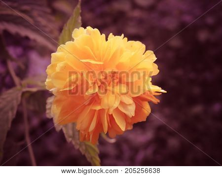 Yellow flower with pink background in autumn