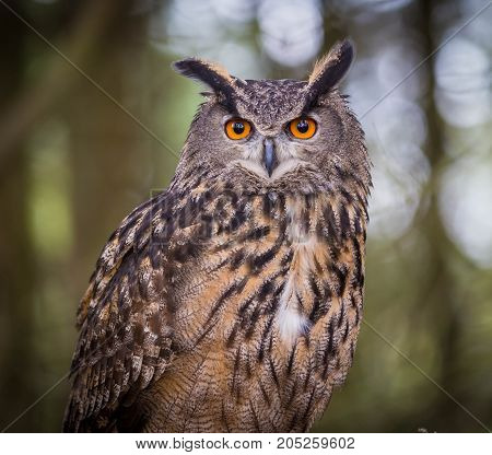 EuroAsian eagle owl sitting on a tree