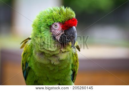 Closeup of a beautiful green military macaw