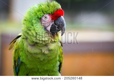 Closeup of a beautiful green military macaw