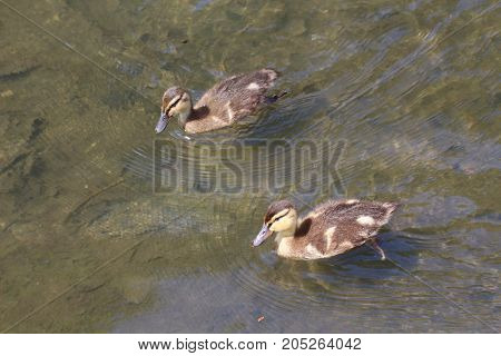 Two mallard ducklings swimming on the water of a river