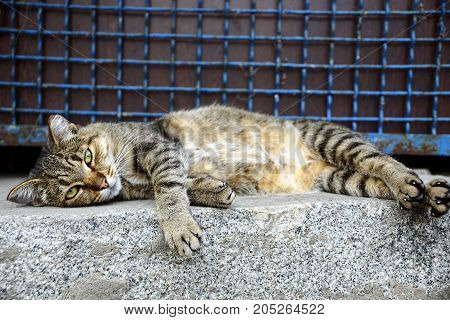 A large gray tabby cat lies on a stone floor near a fence with a lattice
