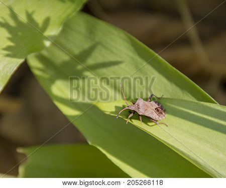 shield bug on ramsons leaf in sunny ambiance