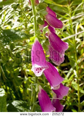 Digital, Digitalis Purpurea