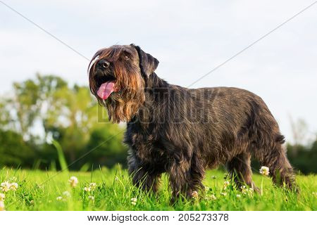 Portrait Of A Standard Schnauzer
