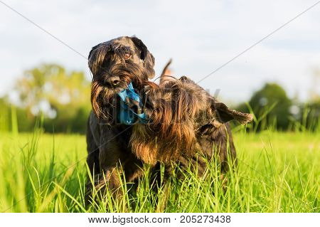 Two Schnauzer Fight For A Treat Bag