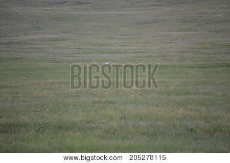 a pronghorn (north American antelope) at dusk