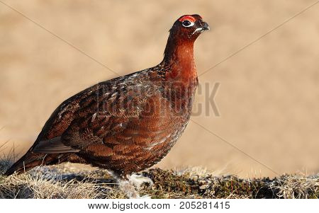 Partridges, perhaps, even know the child. These birds are pretty popular, especially in our country.

The closest relatives are considered to be quail and partridges and pheasants. It is worth noting that the appearance of these birds do not differ: they 