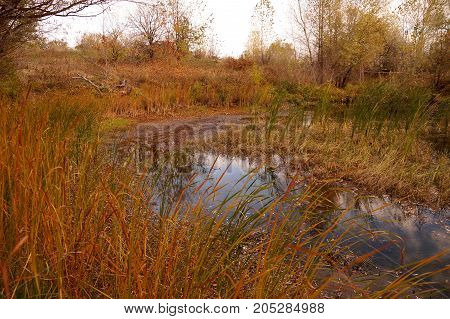 Autumn etude on the bank of a small reservoir