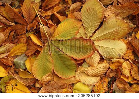 Autumn etude from the fallen-down yellow and brown leaves