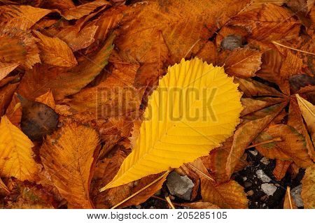 Autumn etude from the fallen-down yellow and brown leaves