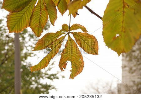 Autumn etude with leaves of a chestnut tree