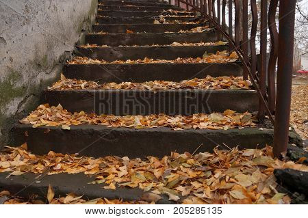Autumn etude with a ladder in the yard of the old house