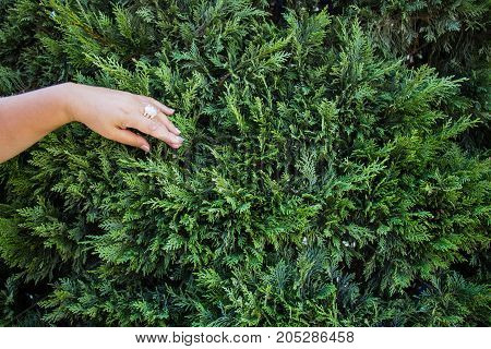 Female hand touches green petals feeling life