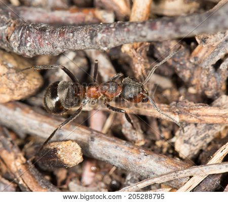ant in nature. close-up . In a park in the nature