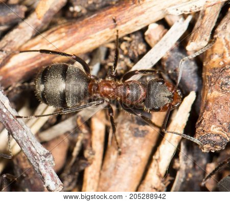 ant in nature. close-up . In a park in the nature