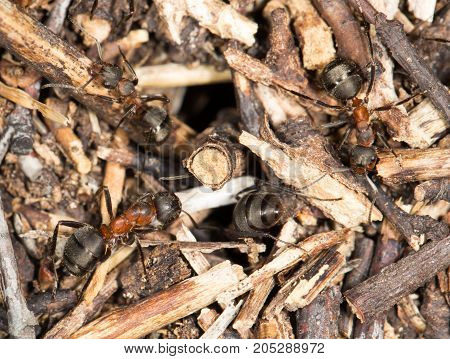 ant in nature. close-up . In a park in the nature