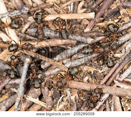 ant in nature. close-up . In a park in the nature