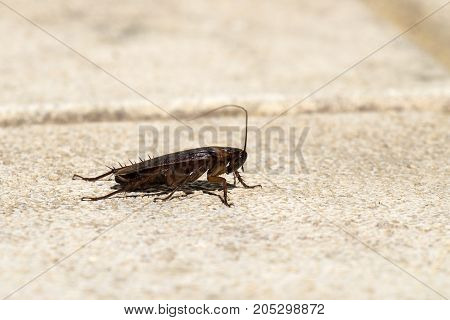 American cockroach sitting on a stone surface (Periplaneta americana) - Right view