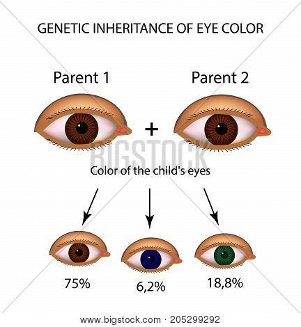 Genetic inheritance of eye color. Brown, blue, green eyes. Infographics. Vector illustration on isolated background.
