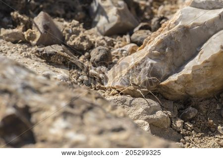 Labyrinth spider hides between stones (Agelena labyrinthica)