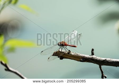 Male red dragonfly the ruddy darter sits on a branch (Sympetrum sanguineum)