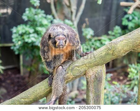 Female white-faced saki sits on branch close up