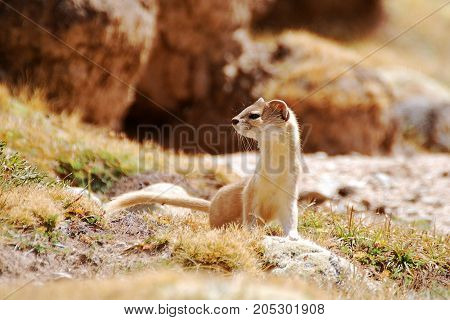 Solongoy solongoy inhabits mountainous landscapes with weak development of forest vegetation (e.g. island ridge in the Jewish Autonomous region), also settles in the foothills, forest-steppe and steppe. Avoiding the swampy lowlands. Lives in cracks betwee