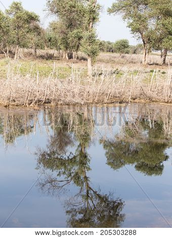 reflection of trees in water . In a park in the nature