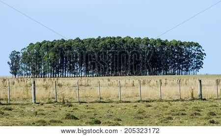 Rural landscape with trees on a field in Uruguay