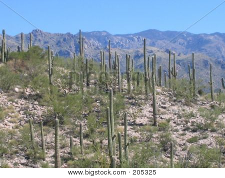 Tal der Saguaros
