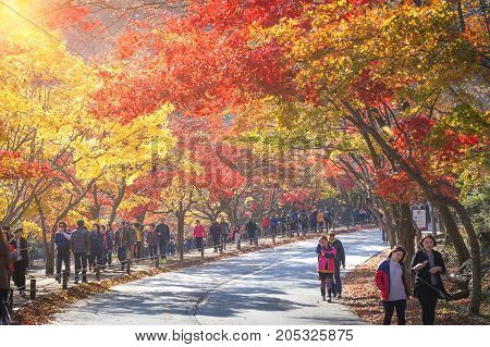Jeollabuk-do, Korea - November 10, 2014: Autumn Landscape Of Korea ,naejangsan National Park In Autu