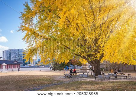 Autumn leaves uner tree in autumn for autumn background