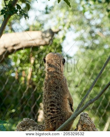 MeerKat in the park in Yamaguchi City, Japan