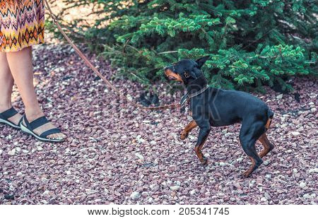 Zwergpinscher dog portrait close up, view from side. Black miniature pinscher Zwergpinscher, min pin standing. Playful pet outdoors.