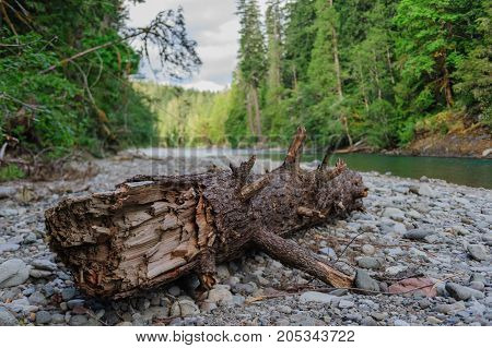Dead Tree trunk in the  Colitz River near the La Wis Wis Campground in the state of Washinton