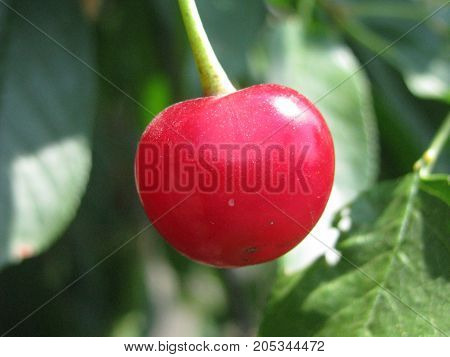 cherry.  plant growing in the south of ukraine