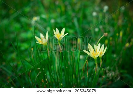 Little yellow flowers in the green garden
