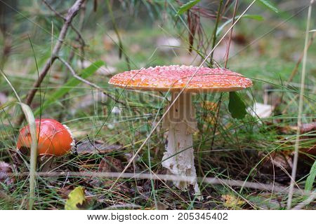 red amanita close-up on a nature background