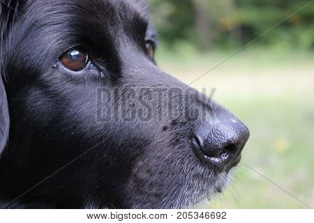 female labrador-retriever 8 years old sitting in the grass