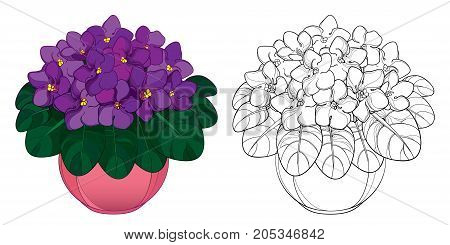 Vector bouquet with outline Saintpaulia or African violet flower in round pot. Purple flowers and foliage isolated on white background. Viola in contour style for floriculture design or coloring book.
