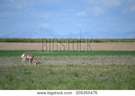a pronghorn (north American antelope) at dusk