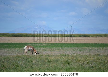 a pronghorn (north American antelope) at dusk