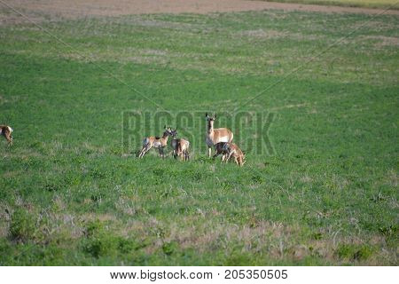 family of pronghorn in a field on a sunny day