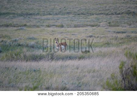 a pronghorn wandering the countryside at sunset